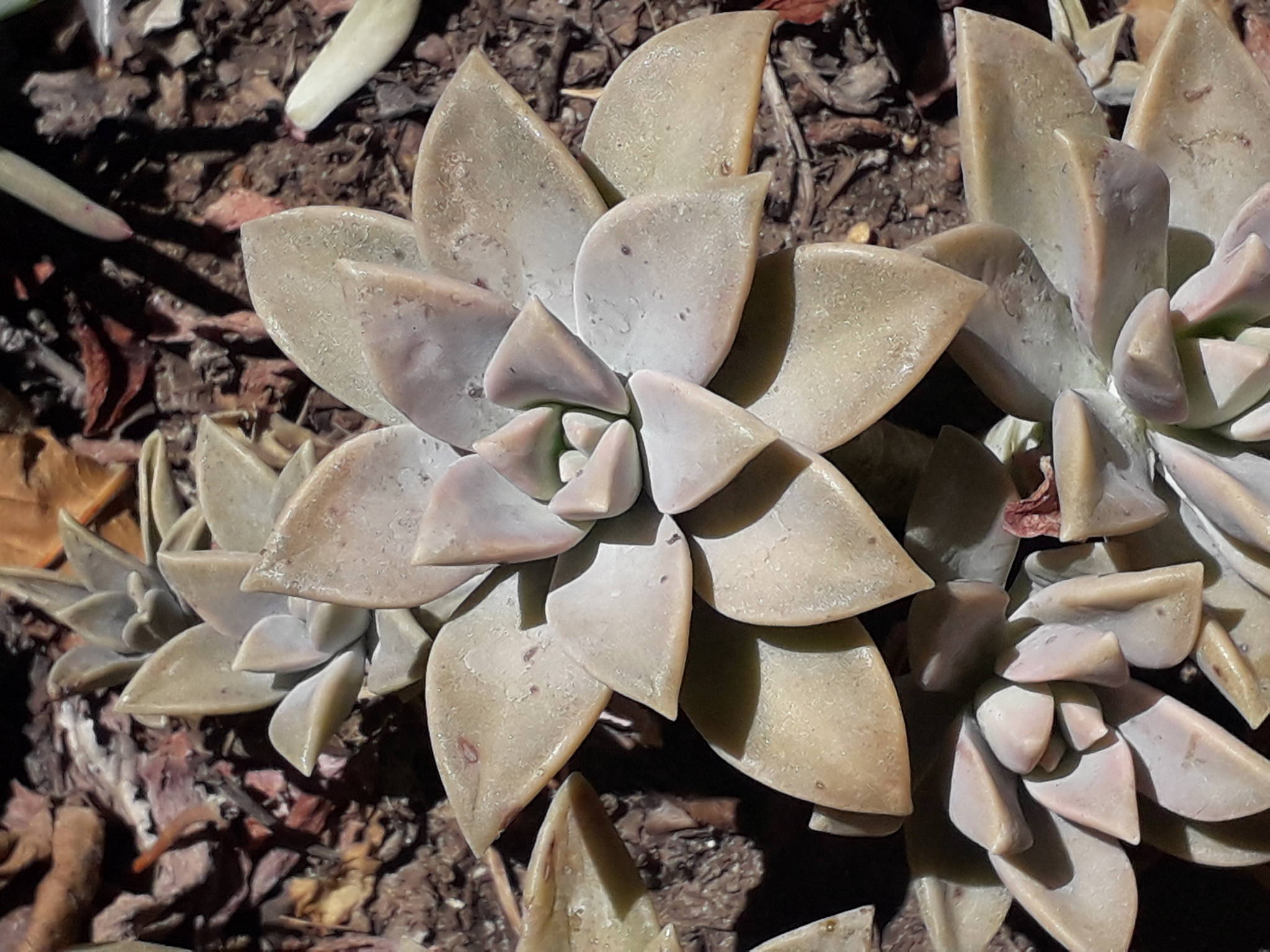 Graptopetalum paraguayense